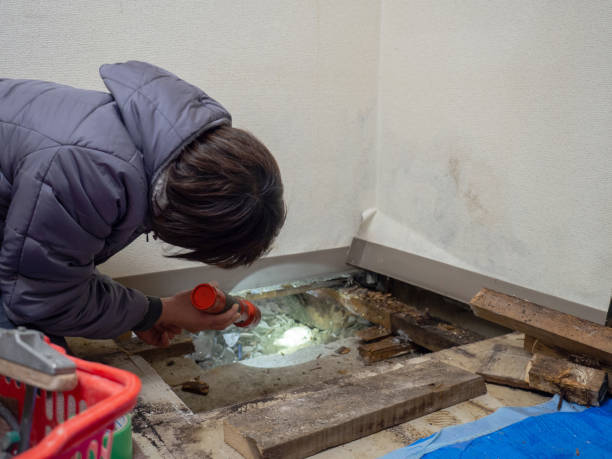 Best Post-Construction Mold Inspection  in Westfield, NJ