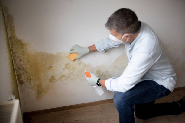 Best Mold Odor Removal Services  in Westfield, NJ