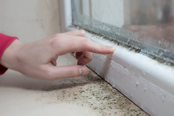 Best Asbestos and Lead Testing During Mold Inspection  in Westfield, NJ