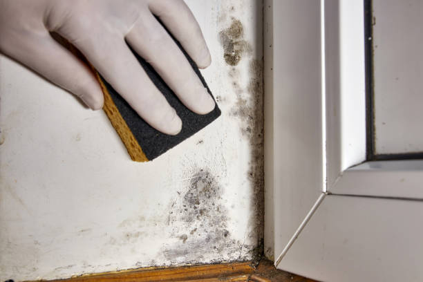 Best Black Mold Removal  in Westfield, NJ