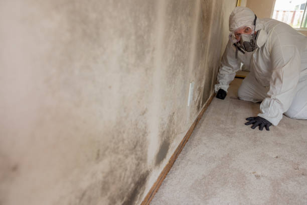 Trusted Westfield, NJ Mold Removal Experts